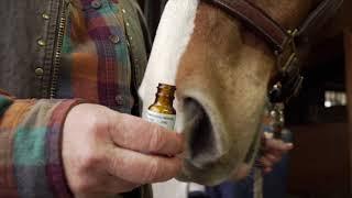 How to give a horse a homeopathic remedy