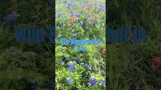 Beautiful bluebonnet in Brenham Texas