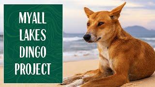 Myall Lakes Dingo Project