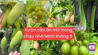 Tham quan vườn cây ăn trái trồng trong chậu nhà Helen tháng 6 đủ loại thấy mê .