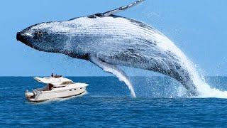 10 Craziest Animal Attacks In History