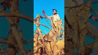 Sigma rules️‍ whatsapp status || action adda #shorts #viral #youtubeshorts  #status