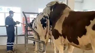 Incredible Cow and Bull Meeting | Natural Animal Breeding | Zee Pets