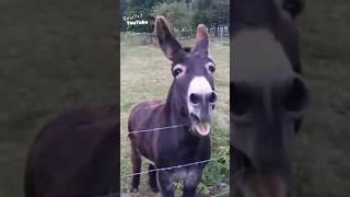 Donkey and duck donkey rock duck dead lol #shorts #ytshort #shortvideo