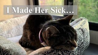I Made My Cat Sick — What I Learned (and Changed)