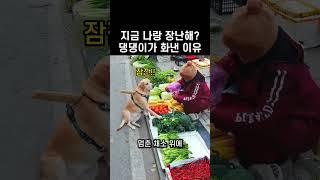"뭐야 계산까지 해?.." 댕댕이의 똑똑함에 모두 놀란 이유