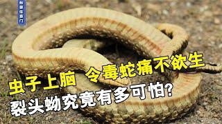 虫子上脑，痛不欲生，寄生虫裂头蚴究竟有多可怕？【科普任意门】