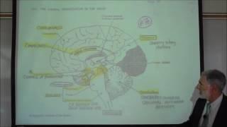 INTRODUCTION TO THE BRAIN by Professor Fink