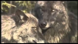 INFJ - Help Save Our Wolves - Stop Wolf Hunting [THEBARRACUDA57]