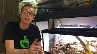 How to maintain your Terra Sahara Bioactive Terrarium