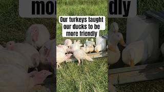 Who knew turkeys could be such a positive influence  #turkeys #ducks #pekinducks #homestead