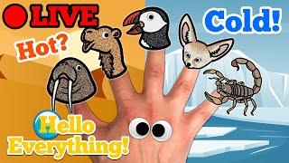  Hello Everything!  Live Stream | Finger Family Nursery Rhymes & Animation