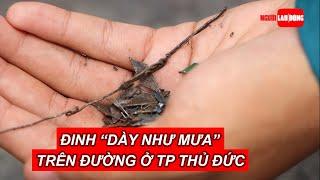 Đinh "dày như mưa" trên đường ở TP Thủ Đức | Báo Người Lao Động