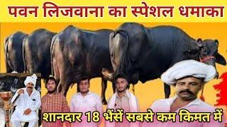 पवन लिजवाना का स्पेशल धमाकाPawan lajwana dairy farm,Rudra choudhary dairy farm,ajay bindroli,farming