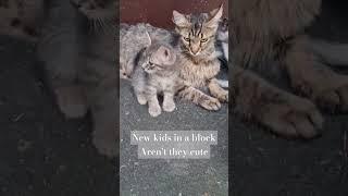 #catsrule #catcat #cats #happyanimals #cute #cutecat