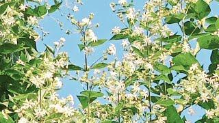 Beautiful decor & medicinal plant ️|| relief all deasis || Diwali par ghar ko sajaye phoolo se 