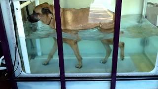 Buster in the Underwater Treadmill