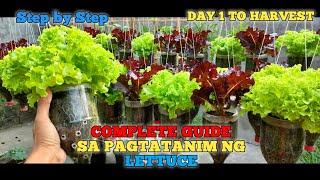 PAANO MAGTANIM NG LETTUCE SA BOTE NG SOFTDRINKS