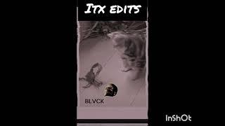 cat reflexes  # itx edits