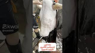 عجائب وغرائب الصين