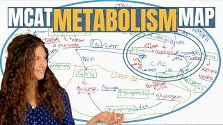 MCAT Biochemistry: The 13 Metabolic Pathways Explained