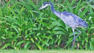 HERON SHOWS OFF ITS EPIC HUNTING SKILLS