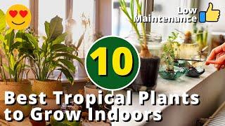 10 Best Tropical Plants to Grow Indoors with Low Maintenance! 