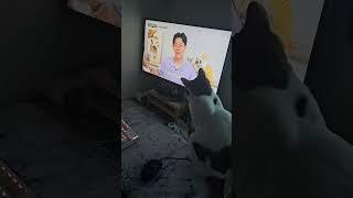 애냥씨도 시청하는 미야옹철님 영상~