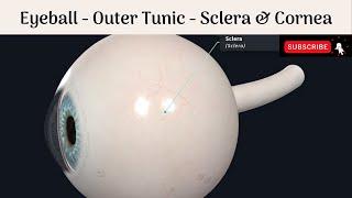 Eyeball - Outer Tunic Of Eyeball - Sclera |Cornea |Sceleo-Corneal Junction |Limbus |Canal Of Schlemm