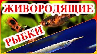 Живородящие аквариумные рыбки виды