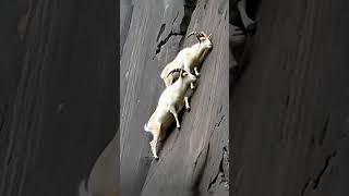 Goat’s Wild Climbing Skill!  #wildlife #mountains #goat #animals #nature #kinggoat