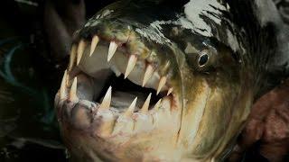 Legendary River Predators Up Close and Personal