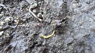 Crittercam: Centipedes 09-14-14