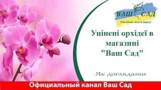 Уцінені орхідеї в магазині "Ваш Сад" – Як доглядати, щоб вони знову зацвіли. Ваш сад