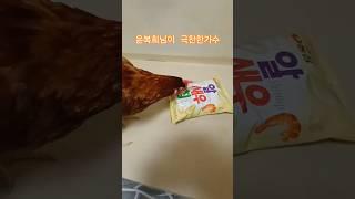 윤복희님이 극찬한 대한민국 천재가수 #정보 #지식