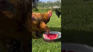 GALLINAS y POLLOS comen SANDÍA  #shorts #viral #aves #gallinas #avesdecorral #pets #chiken #hens