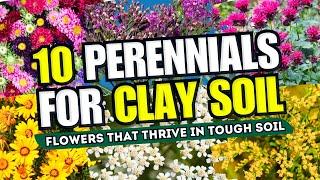  CLAY SOIL? NO WORRIES! Top 10 Perennial Flowers That THRIVE in Tough Soil! 