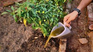 Turn your garden weeds into liquid gold  The secret to billions of microbes & nutrients