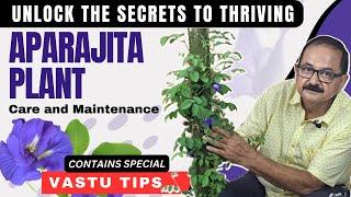 Unlock the Secrets to Thriving Aparajita Plants: Care and Maintenance     #aparajita