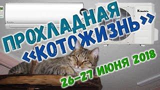 ПРОХЛАДНАЯ КОТОЖИЗНЬ!  26-27 июня 2018