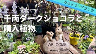 【購入植物】NO.23 千両ダークショコラと購入植物 2022.6.25