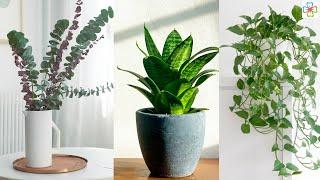 11 Houseplants to Improve Your Mental Health (According to Science)