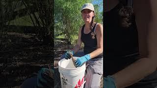 Planting Bare Root Strawberry Plants in the Fall