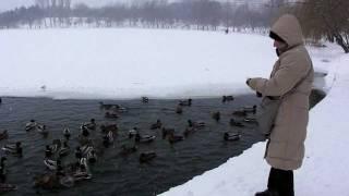 Lady and ducks in winter