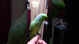 #parrot #funny #comedy #talkingparrot #greenparrot #alexandrine #talkingparot #petbird