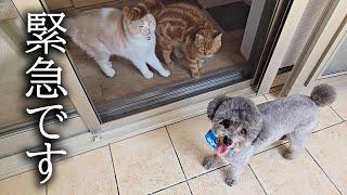 緊急で動画を回してます...
