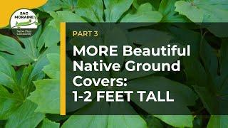 MORE Native Ground Covers! LOW PLANTS (1-2 feet tall) to Suppress Weeds