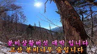 제 1058회 2025 2 20 추위와 강풍에 고산 분비상황버섯 힘들어도 오랜만에 대박 산행입니다