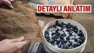 Kovada Taş Baskı Salamura Zeytin Nasıl Yapılır ? Garanti Tarif | Emine'nin Köy Mutfağı