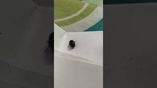 ki ata #viral #shortvideo #nature #funnyshorts #insects #insectsshorts #shorts #paper #whatsapp